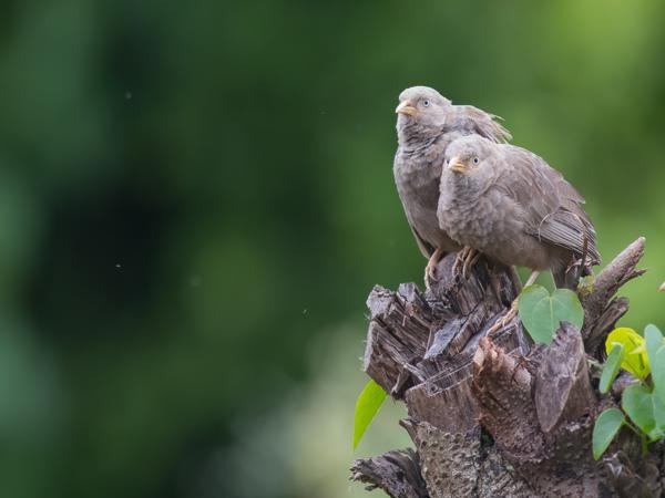 <h3><a href="/trips/srilanka/biota/animalia/chordata/aves/040 passeriformes/091 leiothrichidae/turdoides affinis/turdoides affinis-en.html">Turdoides&nbsp;affinis</a> / Yellow‑billed&nbsp;babbler / Geelsnavelbabbelaar</h3>NIKON D500 with AF-S Nikkor 300mm f/2.8G IF-ED VR II, 1/250 sec at F4.0, ISO 1600, distance 10.0&nbsp;m